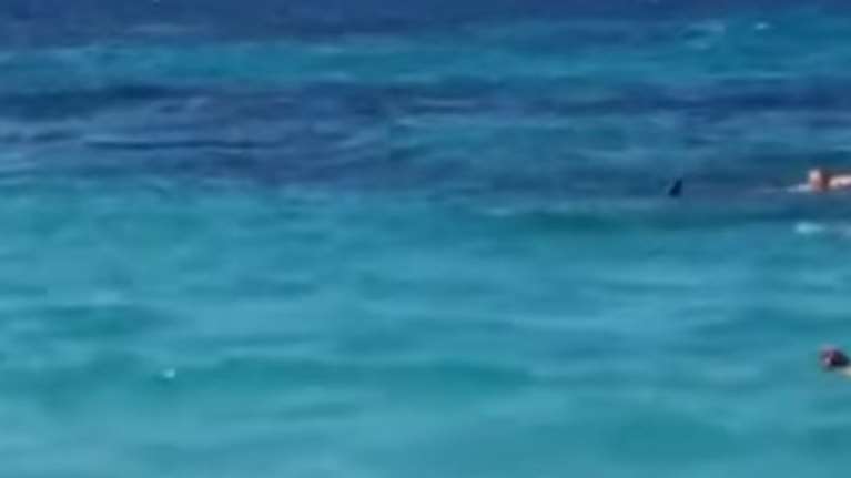 Δελφίνι «σούπερ σταρ» προκαλεί φρενίτιδα σε παραλία της Σκοπέλου video