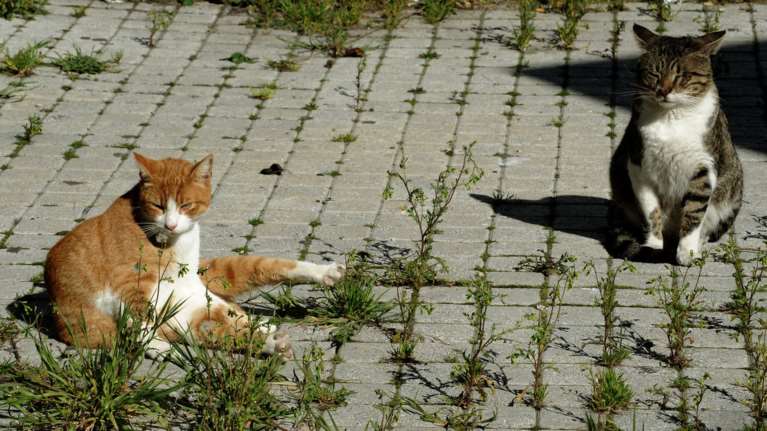 Αίθριος ο καιρός σε όλη τη χώρα - έως 35 βαθμούς η θερμοκρασία