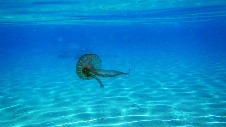 Το κυβερνητικό...σχέδιο για τις τσούχτρες στον Κορινθιακό