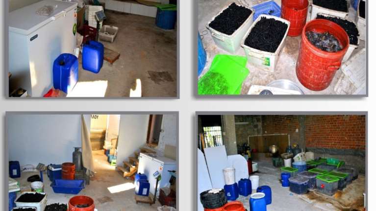 Κινέζοι θησαύρισαν ψαρεύοντας «αγγούρια της θάλασσας» από τον Μαλιακό