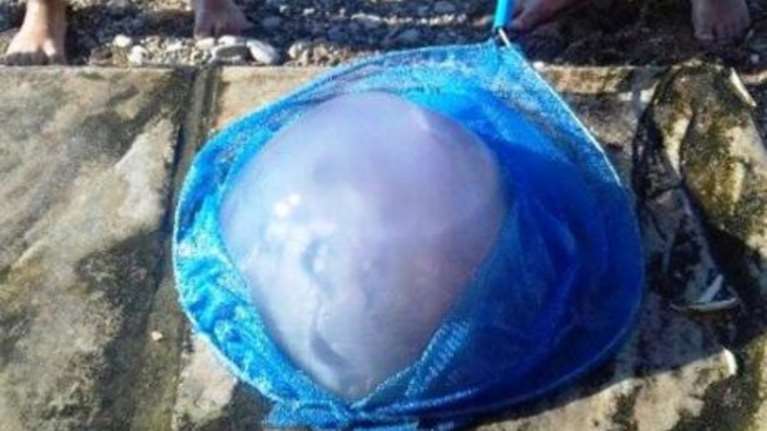 Γιατί γέμισαν μέδουσες οι παραλίες της Βόρειας Ελλάδας