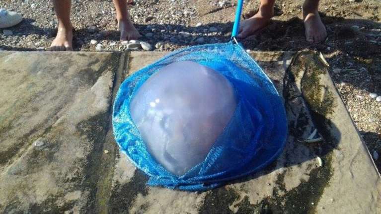 Ψάρεψαν μέδουσα - γίγα στην παραλία της &#39;Ακολης  φωτό