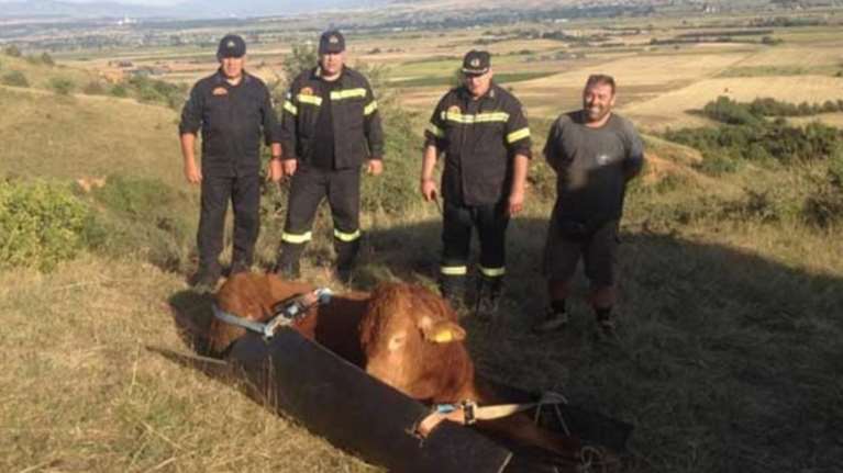 Αναταρραχή στην Πυροσβεστική για τη διάσωση ταύρου σε χαράδρα video