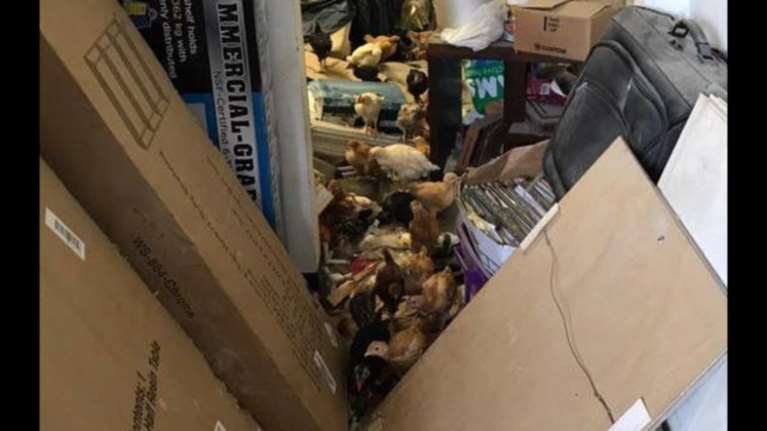 Φρίκη:Κρατούσε σε αποθήκη στο Λος Αντζελες 2.000 ζώα!