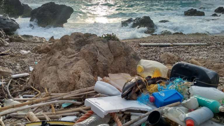 Νεκρά δελφίνια σε παραλίες της Ελλάδας γεμάτα πλαστικό στο στομάχι τους