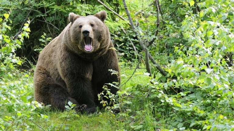 Κυνηγός στη Φλώρινα τραυματίστηκε από επίθεση αρκούδας