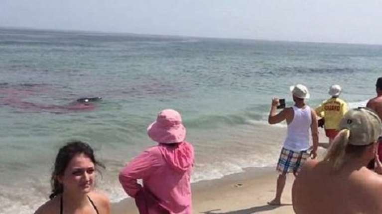 Λευκός καρχαρίας προκαλεί πανικό λίγα μέτρα από την ακτή video