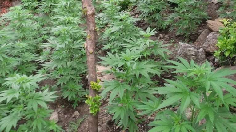 Εντοπίστηκε φυτεία με 1.500 δενδρύλλια κάνναβης στο Ρέθυμνο (ΦΩΤΟ)