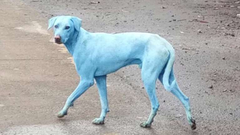 Μυστήριο: Τι συμβαίνει στο Μουμπάι και οι σκύλοι είναι.. μπλε;