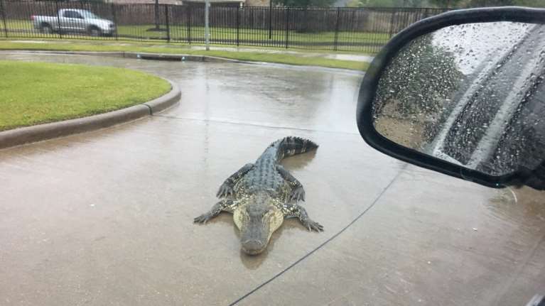 O τυφώνας Χάρβεϊ έβγαλε ως και τους... κροκόδειλους στο δρόμο!
