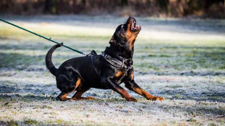 Πήλιο: «Νταής» ξυλοκόπησε γυναίκα λόγω των σκυλιών της!