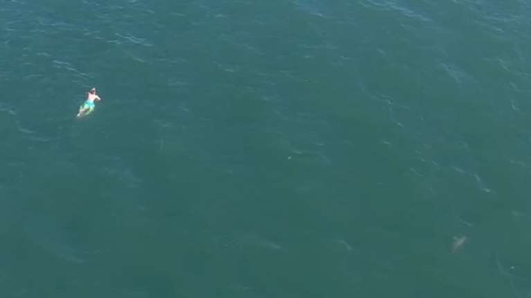 Πήγε να ξεφύγει από την αστυνομία, τον κυνήγησε καρχαρίας (ΒΙΝΤΕΟ)