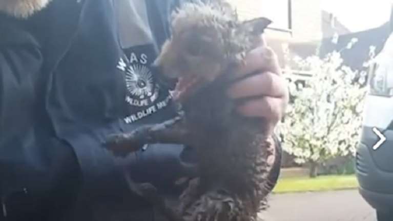 Η μαμά αλεπού περίμενε να απεγκλωβίσουν το παιδί της