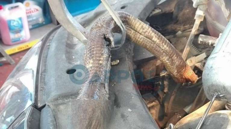 Φίδι διέλυσε τη μηχανή αυτοκινήτου στην Καλαμάτα! φωτό