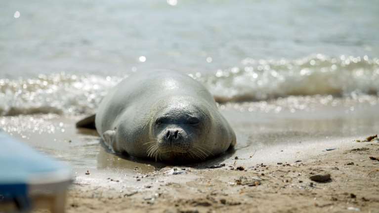 Θλίψη: Η Αργυρώ είναι η φώκια που σκότωσαν στη Σάμο