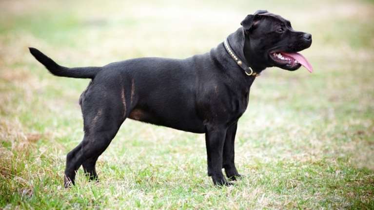 Σκύλος τρελάθηκε από την κοκαΐνη και σκότωσε το αφεντικό του