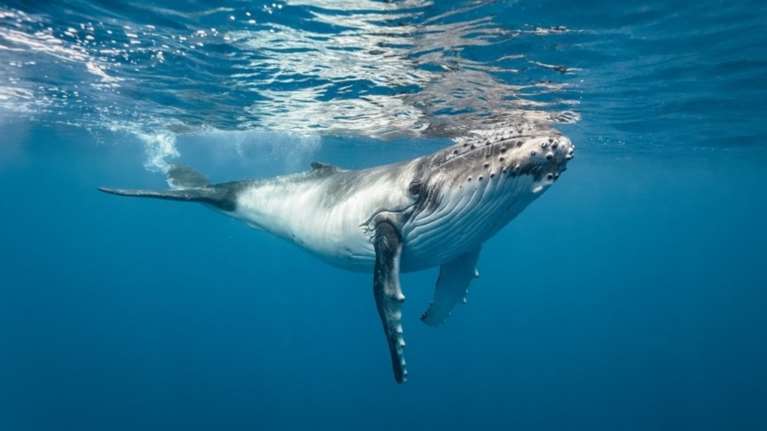 Προσπαθούν να σώσουν φαλαινάκι που ξεβράστηκε στην Κρήτη