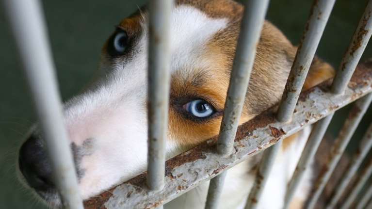 Σοκ στο Ηράκλειο: "Σούβλισαν" σκυλάκι με σύρματα [Σκληρές φωτο]