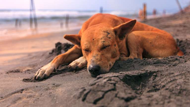 Τρομακτικός βασανισμός σκύλου στο Gaziantep της Τουρκίας
