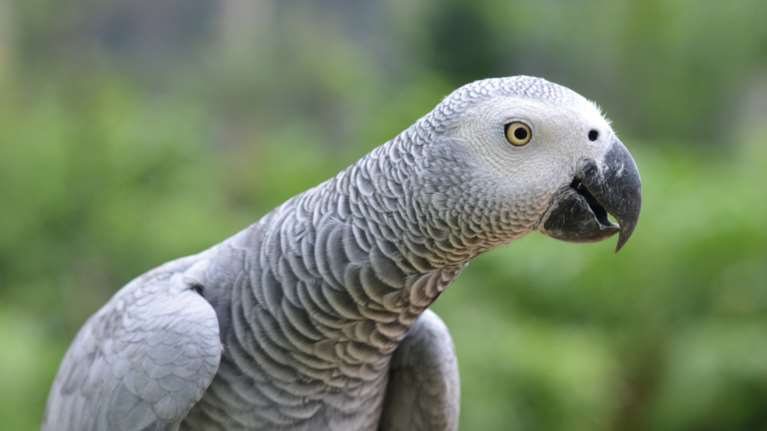 Παπαγάλος κορόιδεψε το Alexa και παρήγγειλε από το Amazon