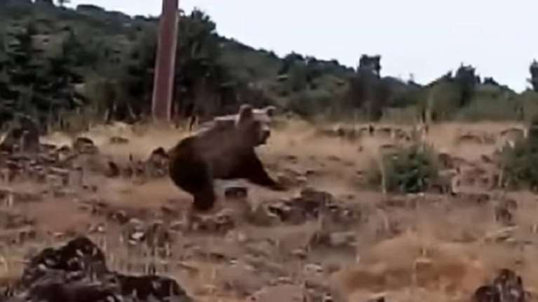 Καστοριά: Βγήκε βόλτα με τον σκύλο του και βρήκε αρκούδες (ΒΙΝΤΕΟ)