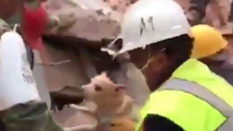 Διέσωσαν σκυλάκο από ερείπια, μέρες μετά τον σεισμό στο Μεξικό (ΒΙΝΤΕΟ)