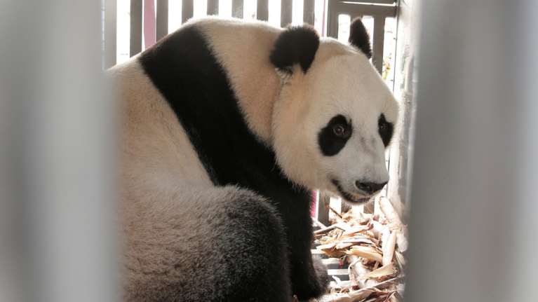 «Panda mania» στην Ινδονησία για το ζεύγος που ήρθε από Κίνα