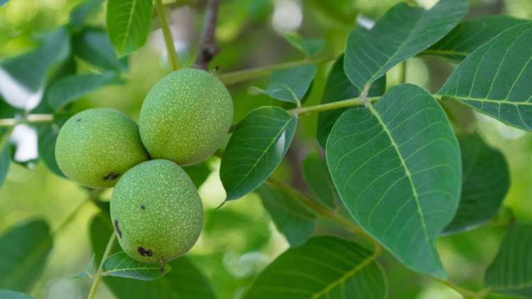 Εικοσιδιάχρονος πήγε να μαζέψει καρύδια και σκοτώθηκε