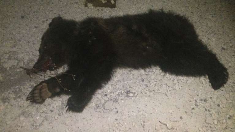 Τρίτη νεκρή αρκούδα από αυτοκίνητο μέσα σε ένα τρίμηνο