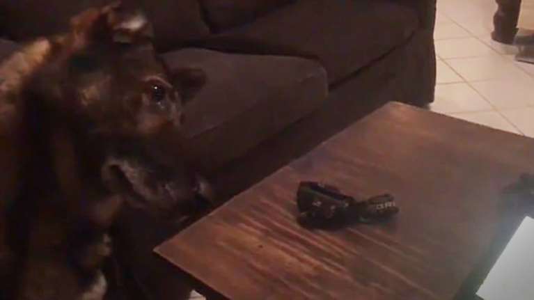 Η θλίψη ενός σκύλου K9 ποτ βλέπει σε βίντεο στιγμές με τον νεκρό φίλο του