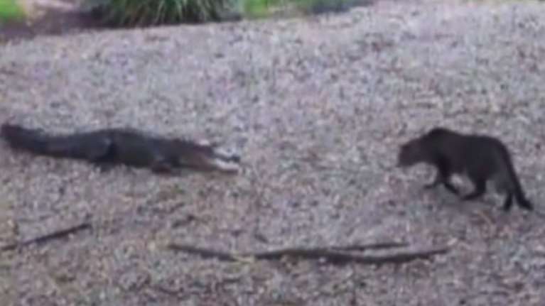 Γάτα τα βάζει με αλιγάτορα και κερδίζει