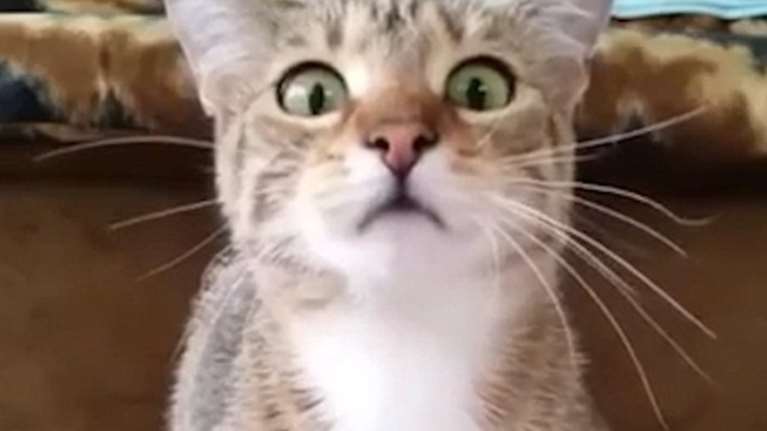 Σπαρταριστή στιγμή γέλιου με γάτα που βλέπει θρίλερ (ΒΙΝΤΕΟ)