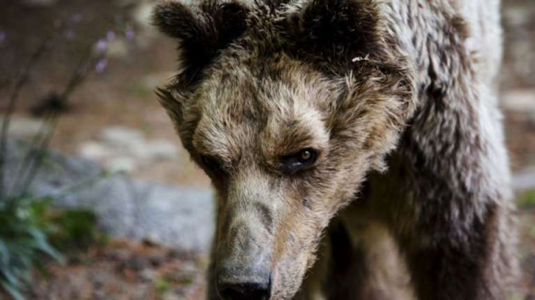 Έφυγε από τη ζωή ο Μήτσος ή &quot;δραπέτης&quot;, η αρκούδα του Αρκτούρου