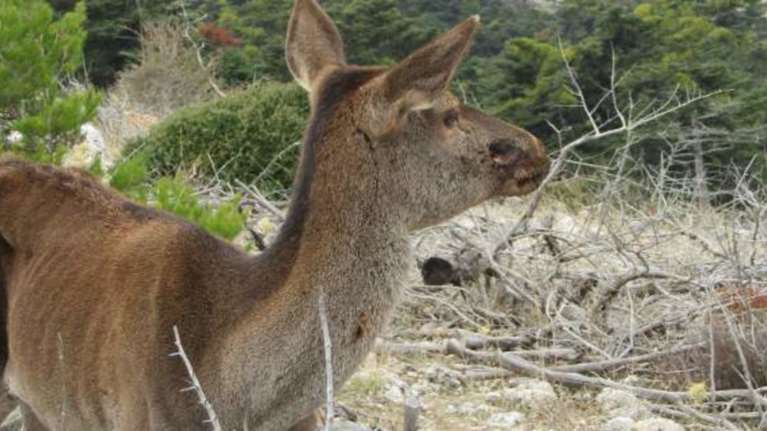 Πέθανε η ελαφίνα που είχε βρεθεί τραυματισμένη από σφαίρες στην Πάρνηθα