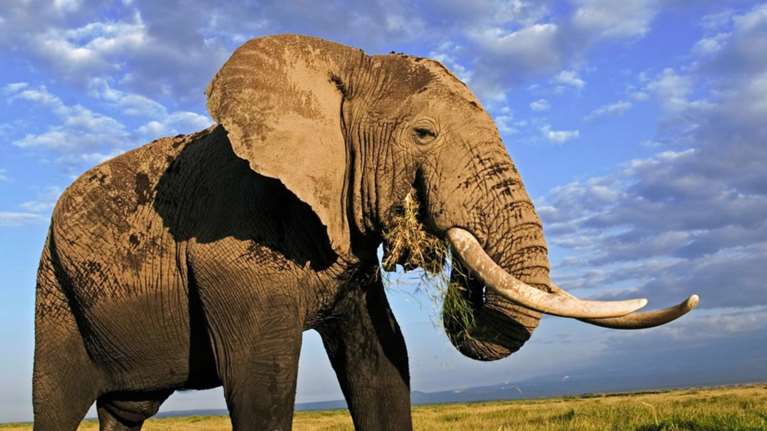 WWF: Το χριστουγεννιάτικο μήνυμα που θα σας κάνει να δακρύσετε