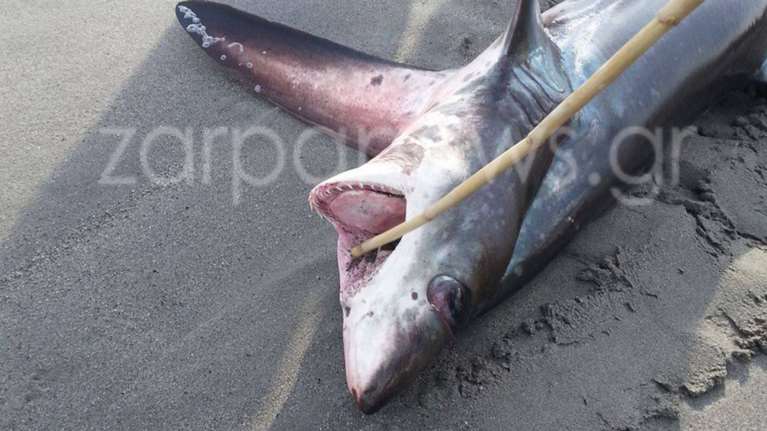 Καρχαρίας τριών μέτρων στην παραλία του Πλατανιά Χανίων [φωτό]