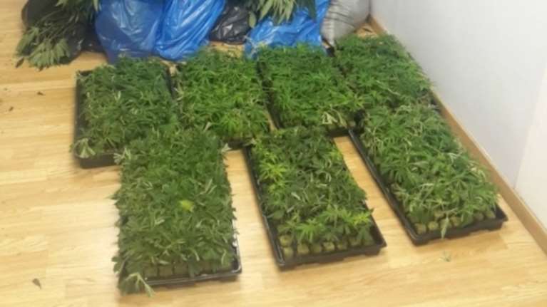 Καλλιεργούσαν κάνναβη σε βίλες... αξίας εκατ. ευρώ (βίντεο)