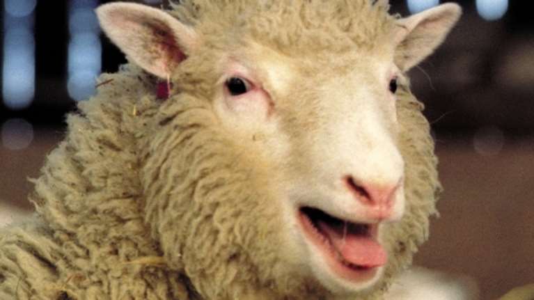 Νέα στοιχεία: Δεν έφταιγε η κλωνοποίηση για την αρθρίτιδα στην Ντόλι