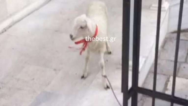 Αρνί - τάμα στην Πάτρα! Μηνύσεις και εξηγήσεις των ιερέων (ΒΙΝΤΕΟ)