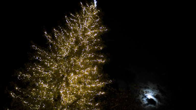 Αναψε στην πλατεία των Τρικάλων το ψηλότερο φυσικό δέντρο