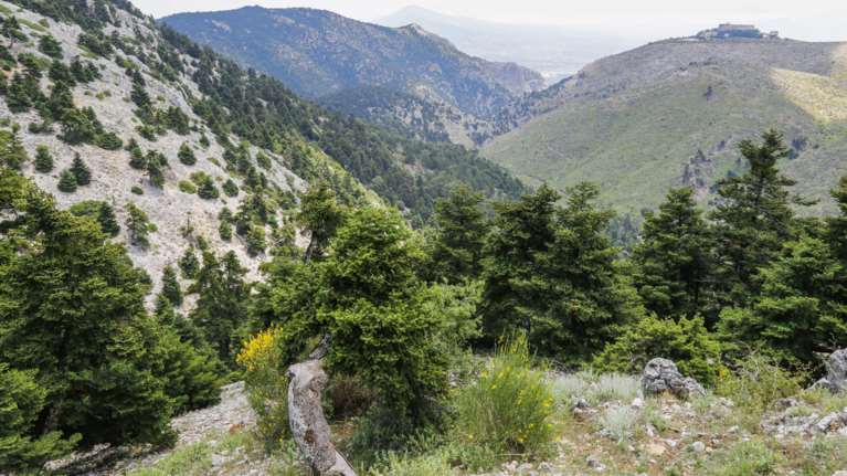 Κίνδυνος στην Πάρνηθα από ...αγριογούρουνα, σκυλιά και λύκους