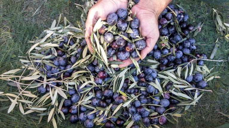 Πήγαν στο λιόφυτο να μαζέψουν τις ελιές και βρήκαν μόνο τα πανιά!