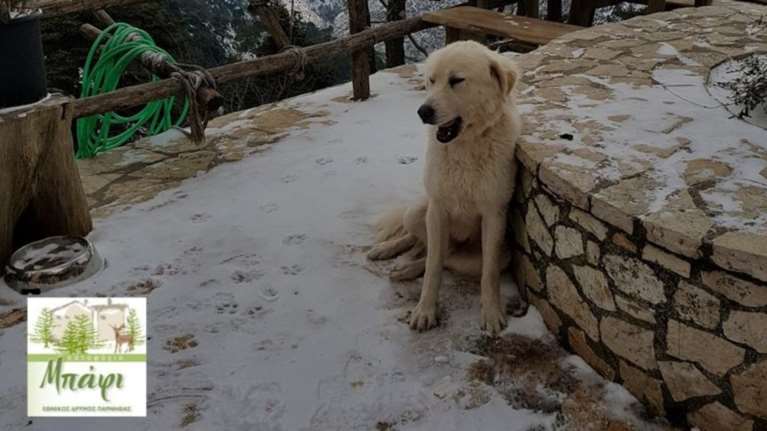 Τα πρώτα χιόνια στην Αττική - «Άσπρισε» το καταφύγιο Πάρνηθας