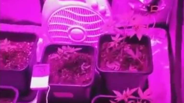 Εργαστήριο υδροπονικής κάνναβης σε... ντουλάπα - Βίντεο