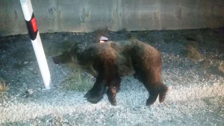 Νέο τροχαίο με νεκρή αρκούδα στην Εγνατία Οδό