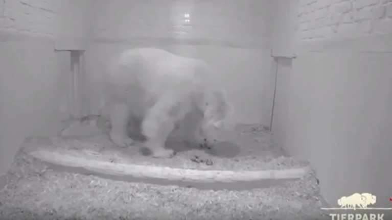 Κάμερα καταγράφει τη στιγμή της γέννησης μιας πολικής αρκούδας