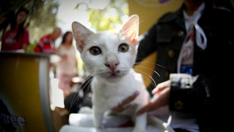 14ο Χριστουγεννιάτικο Bazaar για τα αδέσποτα ζώα της πόλης