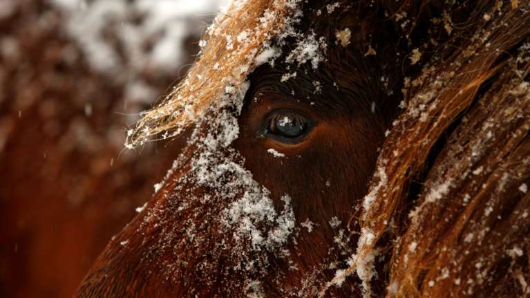 Aλογα στο χιόνι με τον φακό του Reuters