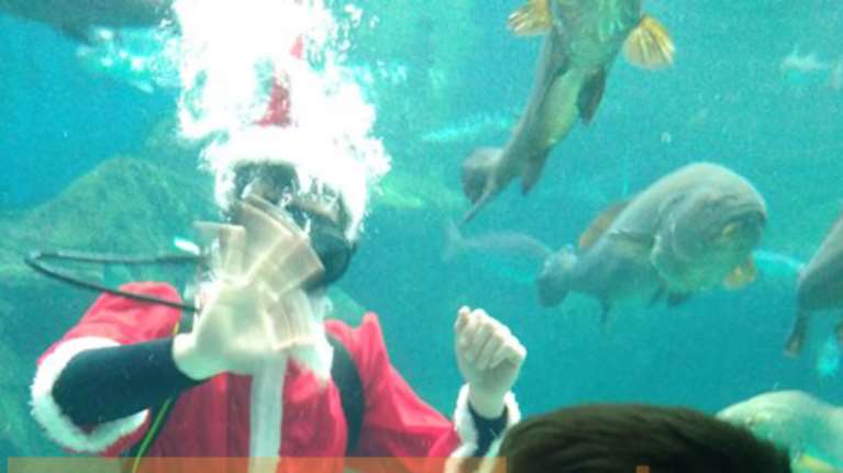 Ηράκλειο: Ο Άι Βασίλης βούτηξε... στο ενυδρείο