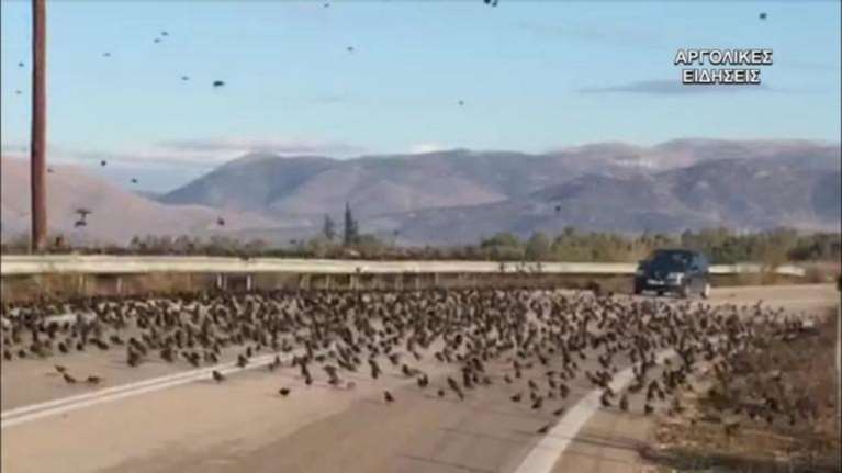 Εκατοντάδες ψαρόνια «έκλεισαν» εθνική οδό στο Ναύπλιο video